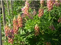 lupinus